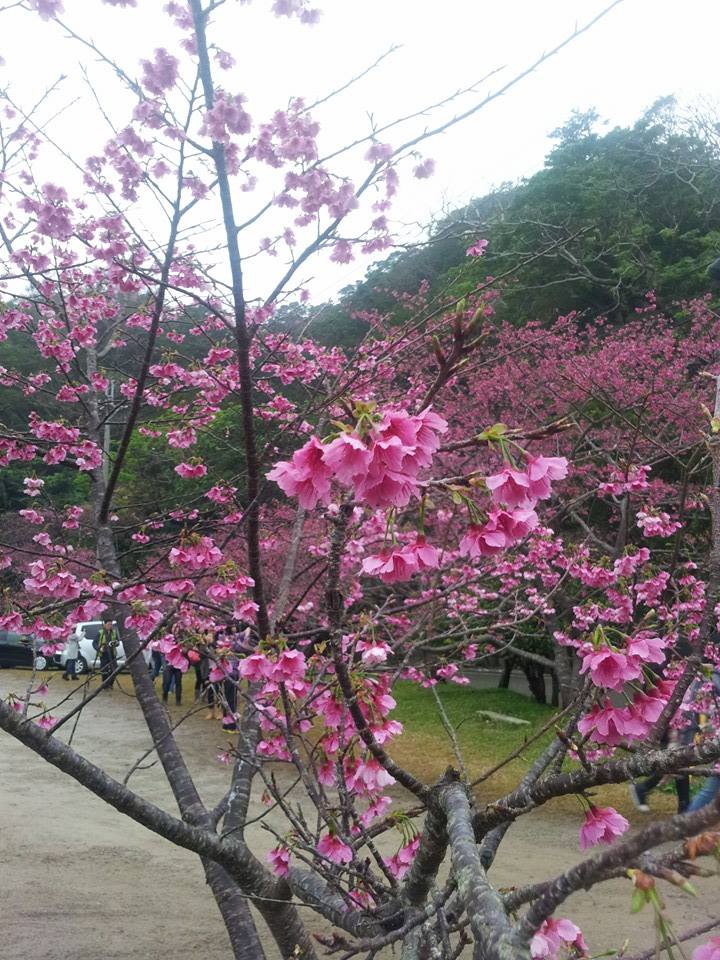 名護桜まつり